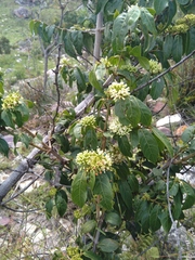 Psydrax parviflora