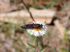 Phyllomydas quercus