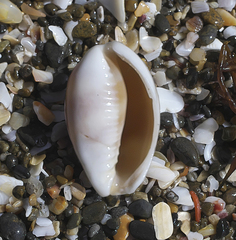 Palmadusta artuffeli