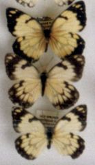 Belenois creona