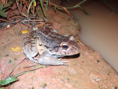 Leptodactylus knudseni