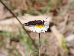 Phyllomydas quercus