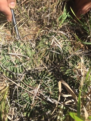 Echinofossulocactus arrigens