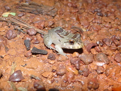 Leptodactylus knudseni
