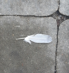 Columba livia domestica