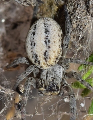 Stegodyphus lineatus