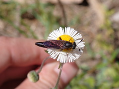 Phyllomydas quercus