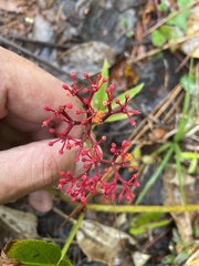 Cissus erosa