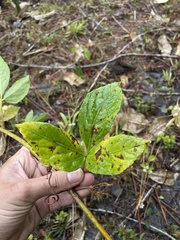 Cissus erosa