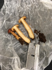 Lactarius subflammeus