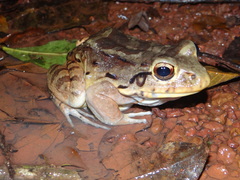 Leptodactylus knudseni