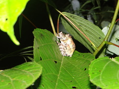 Dendropsophus marmoratus