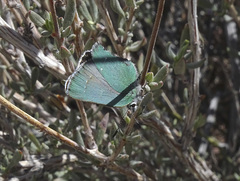 Callophrys dumetorum superperplexa