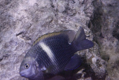 Chrysiptera biocellata