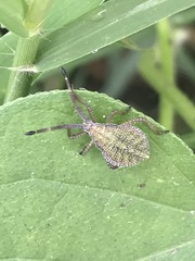 Piezogaster indecorus