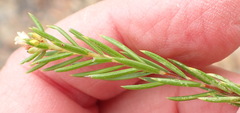 Diosma rourkei