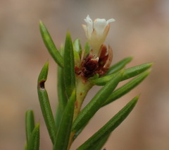 Diosma rourkei