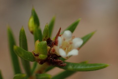 Diosma rourkei
