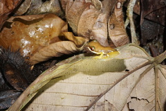 Duellmanohyla salvavida