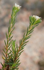 Diosma rourkei