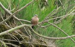 Columbina cruziana