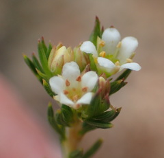 Diosma rourkei