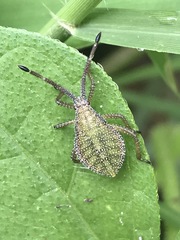 Piezogaster indecorus