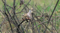 Columbina cruziana