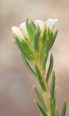Diosma rourkei