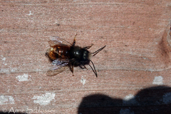 Osmia bicornis