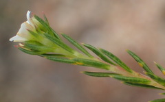 Diosma rourkei
