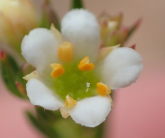Diosma rourkei