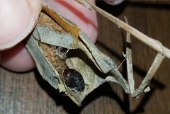 Cicinnus melsheimeri