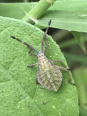 Piezogaster indecorus