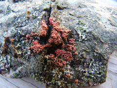 Willkommlangea reticulata