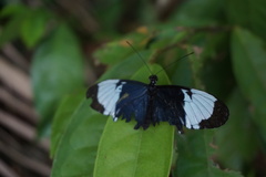 Heliconius cydno