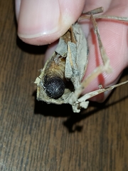 Cicinnus melsheimeri