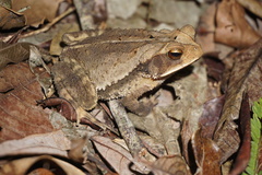 Incilius leucomyos