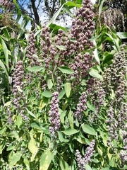 Chenopodium quinoa