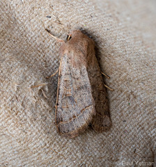 Orthosia cerasi