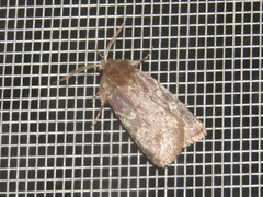 Cerastis tenebrifera