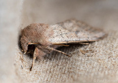 Orthosia cerasi