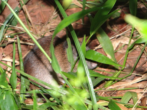 Short-tailed Spiny-rat
