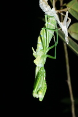 Macromantis hyalina