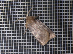 Cerastis tenebrifera