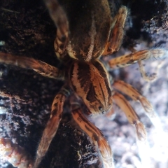 Arctosa personata