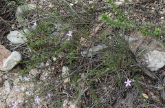 Jamesbrittenia aspalathoides