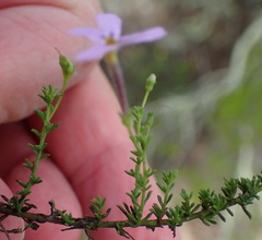 Jamesbrittenia aspalathoides