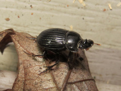 Copris minutus