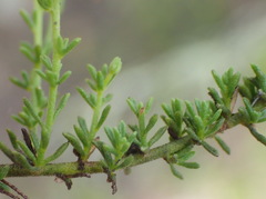 Jamesbrittenia aspalathoides